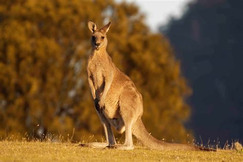 Kangaroo .